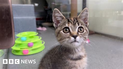 battersea dogs and cats home lottery|Meet the cats .